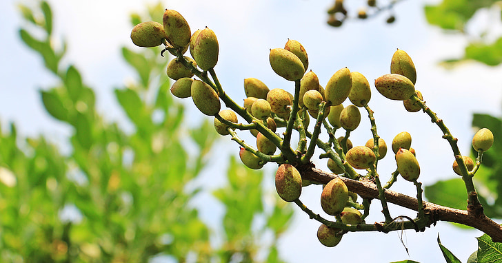 pimpernoten (pistaches), pistache boom, boom, natuur, tak, sumagewächs, steenvrucht
