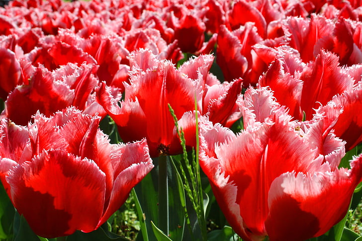 tulips, tulip, flowers, nature, petals, flower, spring