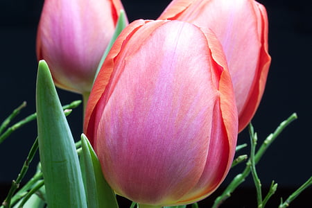 Tulipan, Lily, pomlad, narave, cvetje, tulipani, schnittblume
