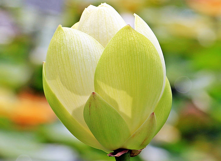 Lotus, lotusblomst, Lotus blossom, nelumbo, åkande, Nuphar lutea, vandplanter