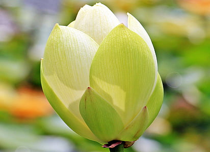 Lotus, lotusbloem, Lotus blossom, Nelumbo, water lily, Nuphar lutea, waterplant
