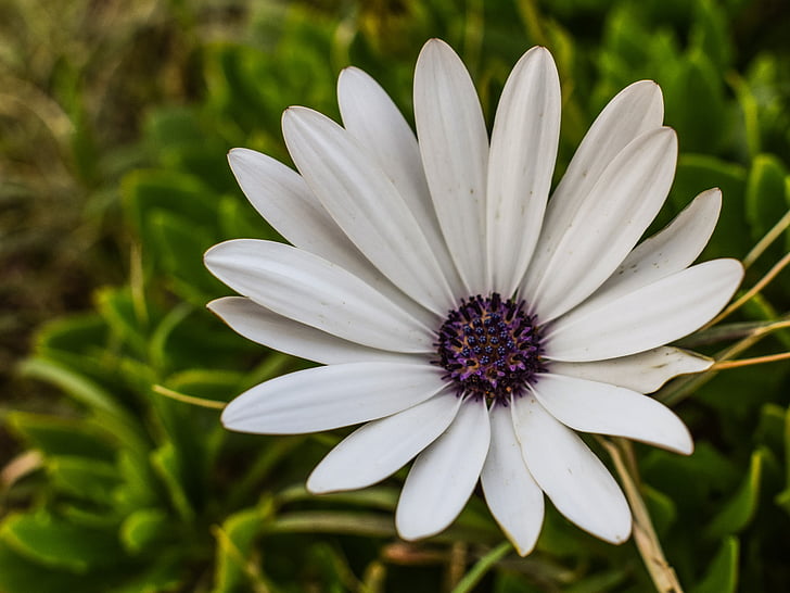 Daisy, fleur, blanc, nature, plante, Blossom, jardin