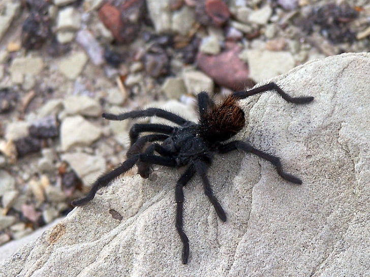 Spider, Tarantula, veľké, Rock, chlpatý, Desert, voľne žijúcich živočíchov