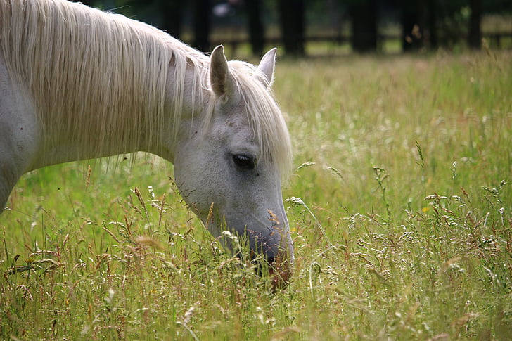 horse, mold, stallion, thoroughbred arabian, pasture, meadow