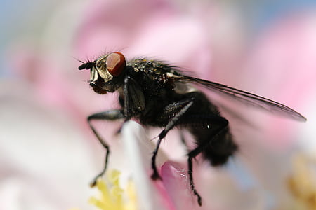 μύγα, ανθισμένη Κερασιά, έντομο, άνοιξη, μακροεντολή, μικρό, ζώο