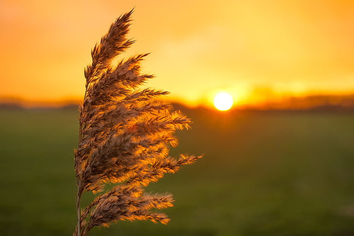 plume, sunset, yellow, nature, landscape, reed, wind