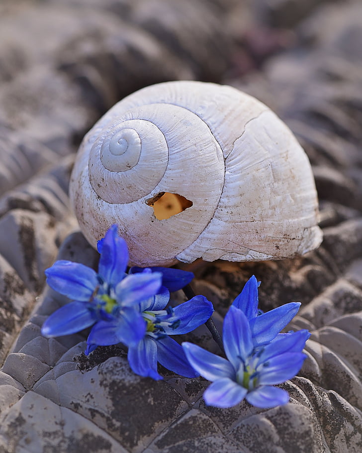 shell, leave, empty, empty snail shell, broken, damaged, flowers