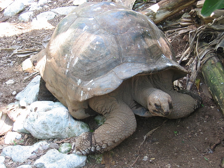 Tortuga, tortuga gegant, Tortuga, Panzer, blindat, a poc a poc, Seychelles