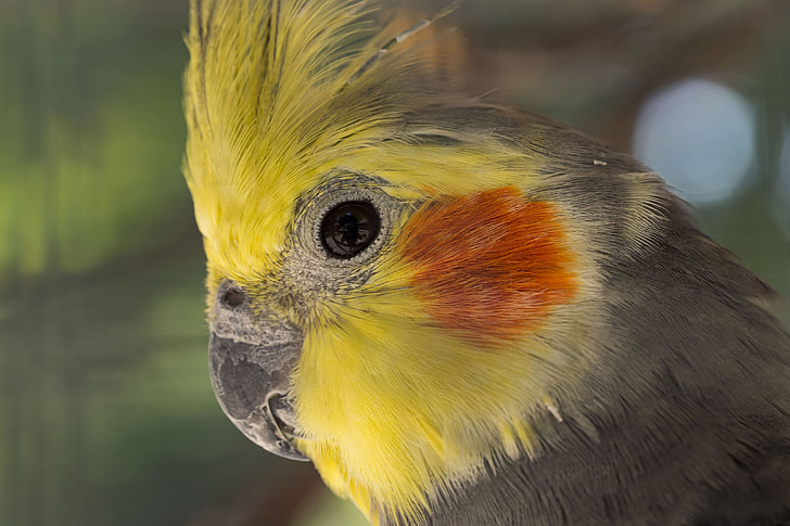 nymphique papagailis, Nymphicus hollandicus, elegants cockatiel, putni, Aras, daba, dzīvnieki