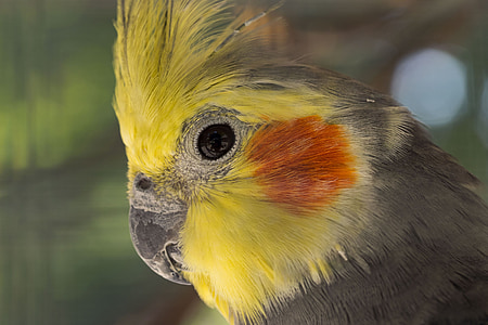 nymphique papagáj, Nymphicus hollandicus fajokat, elegáns Kakadu, madarak, törpepapagájok, természet, állatok