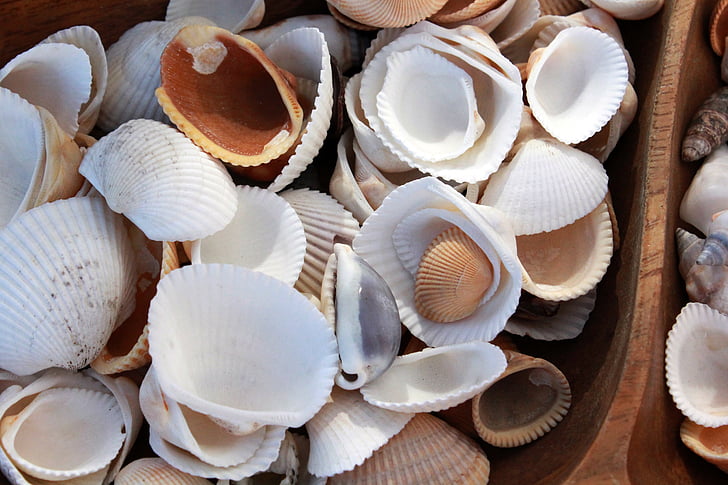 Shell, snäckor, Seashell, Ocean, naturen, Sea shell, snäckskal