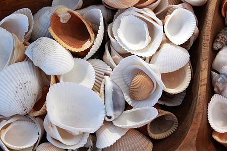 shell, shells, seashell, ocean, nature, sea shell, sea shells