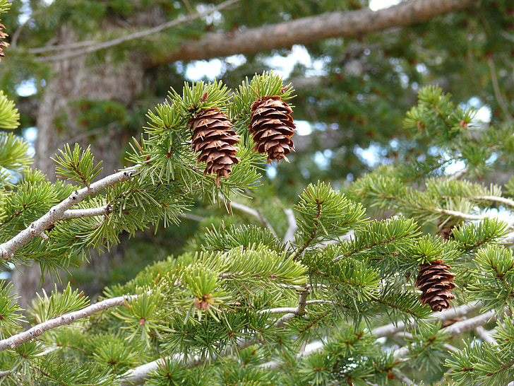 pinecones, natuur, fir tree, naalden