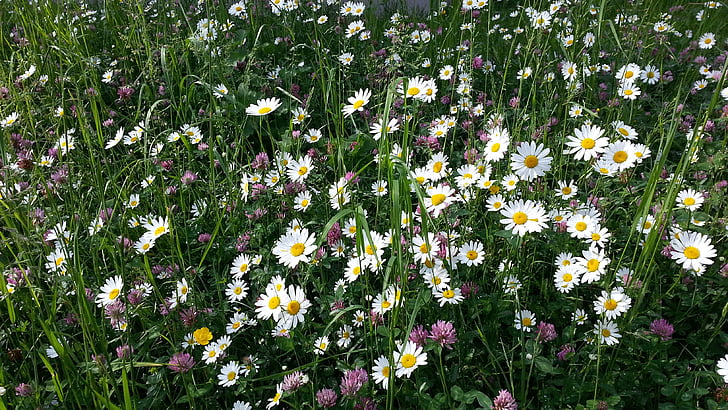 flower meadow, ENG, blomstermotiver, natur, blomst, Daisy, sommer