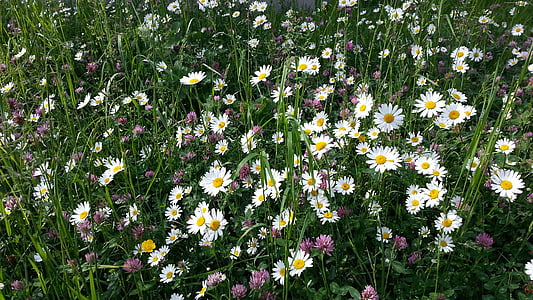 đồng cỏ Hoa, Meadow, Hoa, Thiên nhiên, Hoa, Daisy, mùa hè