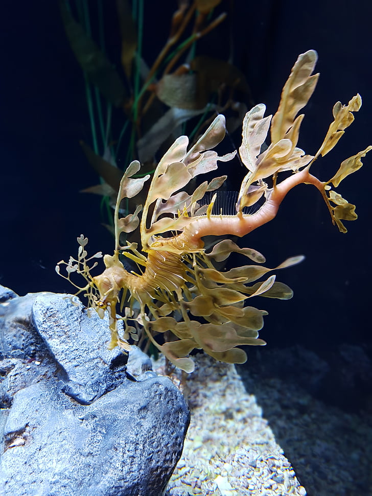 Dragon fisk, akvarium, undervands, Marine