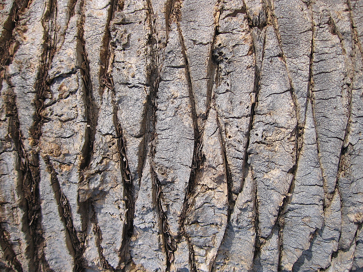 árbol, textura, naturaleza, patrón de, antiguo, madera, marrón