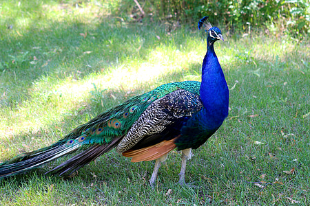 peacock, bird, wildlife, nature, animal, colorful