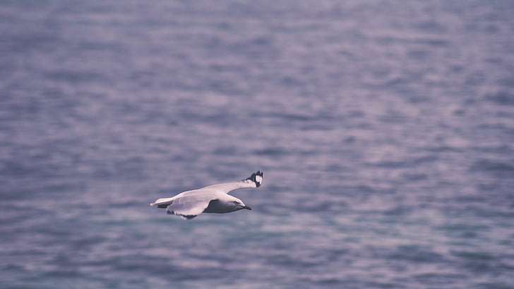 gull, flying, daytime, birds, wings, animals, water