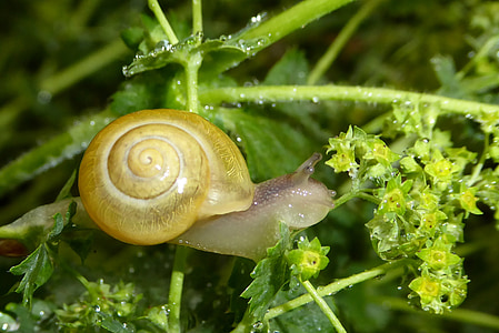 snail, shell, slowly, spiral, nature, slimy, animal