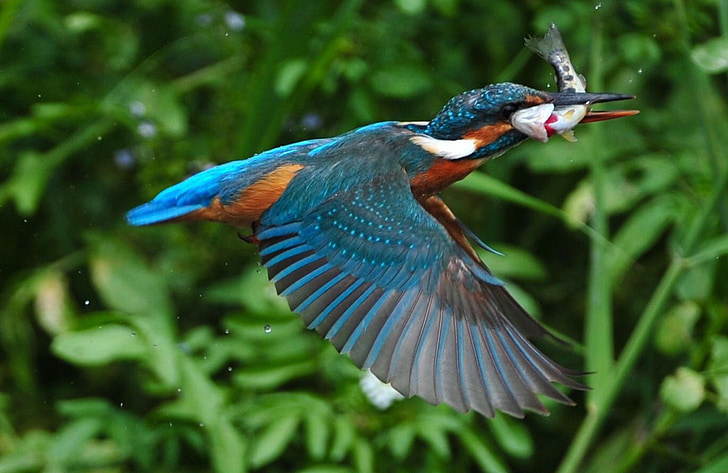 Kingfisher, putns, zveja, ezers, krāsas, daba, barība