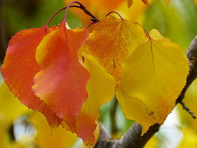 葉, 秋の色, カラフルです, 秋の葉, 秋の紅葉, 秋, 赤