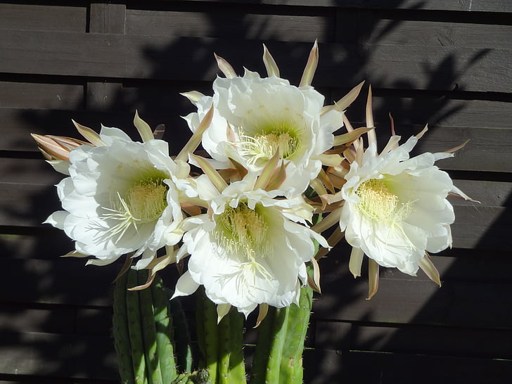 flowers, cactus, white