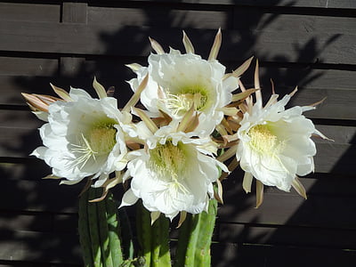 kwiaty, Kaktus, biały