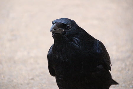 Korppi, Linnut, Raven lintu, Varis, musta, yksi eläin, lintu