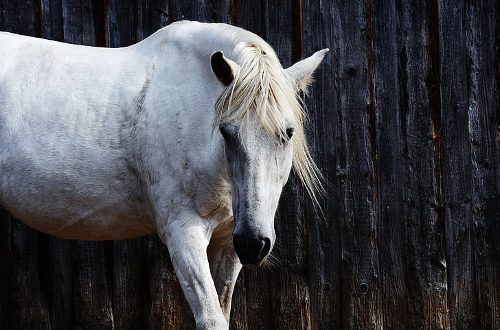 konj, kalup, Reiterhof, životinja, bijeli konj, priroda, kabina