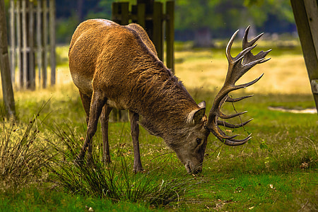 deer, animal, richmond, horns, nature, grass, mammal