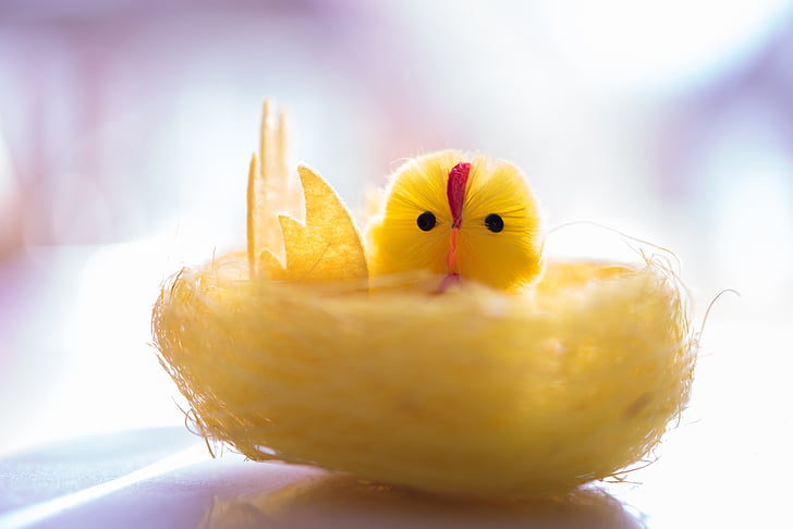 gul, chick, dekorativa, kyckling, påsk, fågel, djur