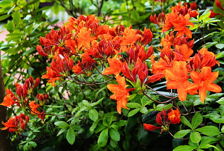 rhododendrons, bush, flowers, orange, delicate orange, colorful, sweet