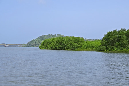 floresta, manguezais, estuário do, Kali, Rio, tropical, meio ambiente