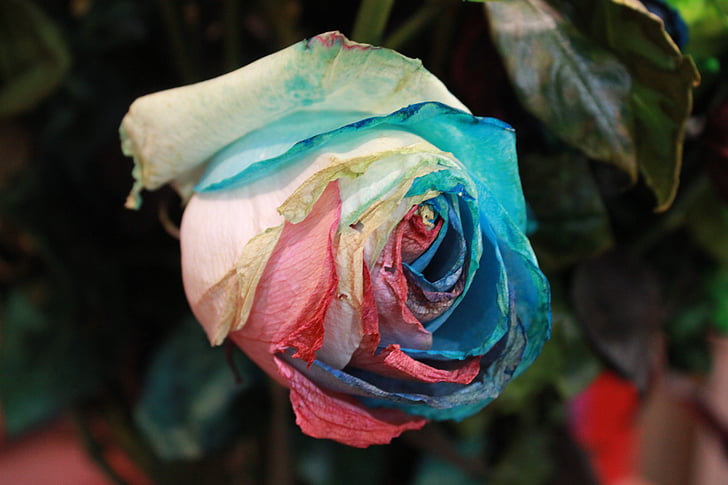 ziedi, slējās, Rainbow rose, mākslīgā, daba, skaists, augi