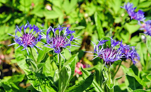 Berg-Flockenblume, Bloom, Blüte, violett, Feld, Natur