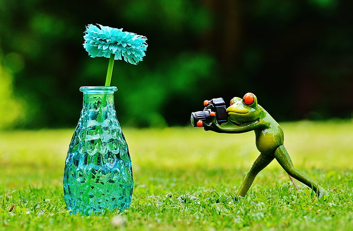 花瓶, 花, 青蛙, 摄影师, 照片, 有趣, 可爱