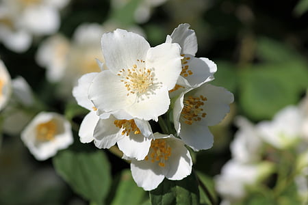 jasmīns, no rīta ziedu, zieds, balta puķe, aktualitāte, daba, puķe