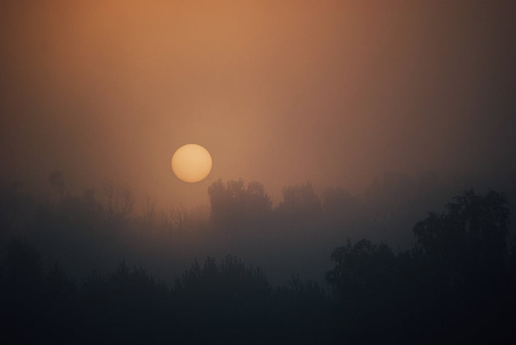 霧, 写真, 木, 完全, 月, 日の出, 朝