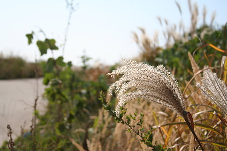 Reed, musim gugur, negara, alam, tanaman, musim panas, di luar rumah