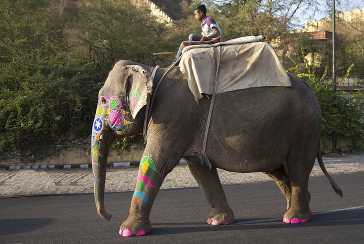 elefánt, Fesztivál, elefánthajcsár, hindu, ünnepe, India, Judit