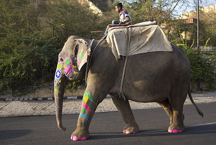 olifant, Festival, mahout, Hindu, viering, India, gajanan