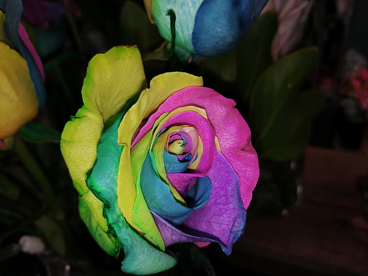 колір, Троянда, квітковий магазин, теплі, квітка, різнокольорові, рожевий колір