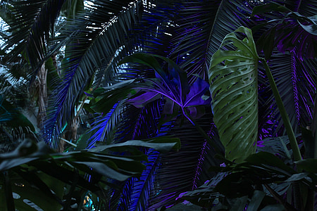 palm trees, winter lights, palm garden, light installation, light, purple, green