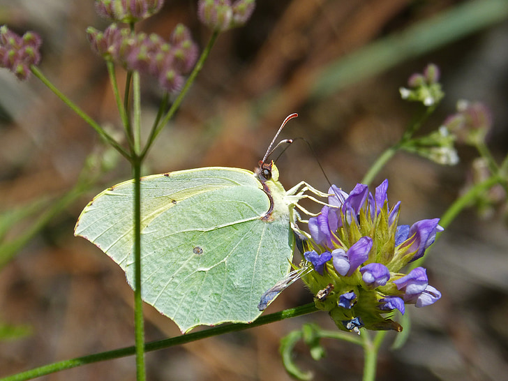 vlinder, Colias croceus, safranera de l'alfals, gele vlinder, detail, Wild flower, libar