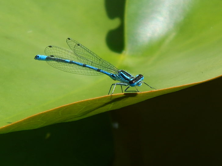 Ważka, niebieski, owad, przyrodnicza, lotu owadów, Natura