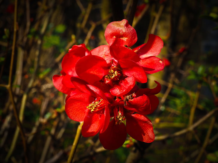 flower, bloom, nature, blossom, red, spring, plant