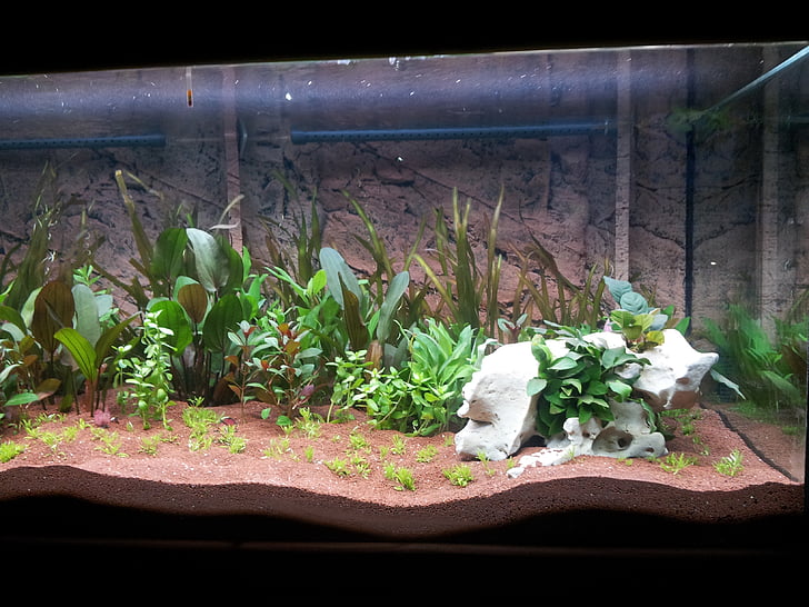akvarium, vannplanter, terrarium, anlegget, natur, blomst