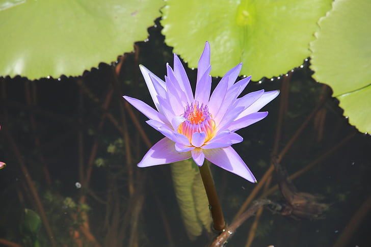 lily air, ungu, Blossom, mekar, Tumbuhan akuatik