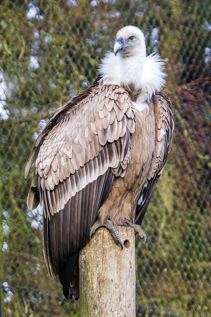 Griffon vultur, vultur, pasăre, gradina zoologica, cioc, pasăre de pradă, animale